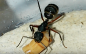 Preview: Camponotus rufipes